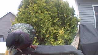 rock pigeon