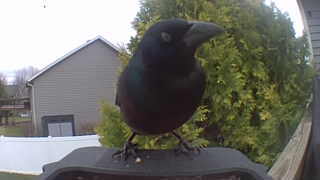american crow