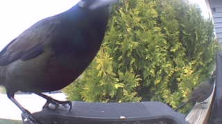 american crow