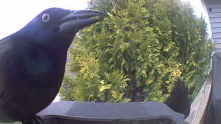 common grackle
