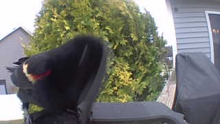 red-winged blackbird