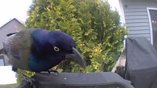 common grackle