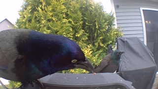 common grackle