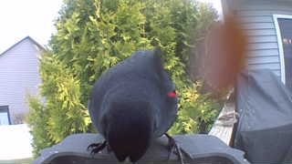 red-winged blackbird