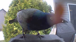 common grackle