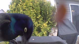 common grackle