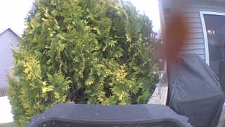 common species name in all lower case letters