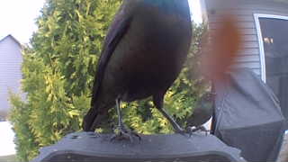 common grackle