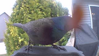 common grackle