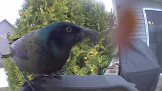 common grackle