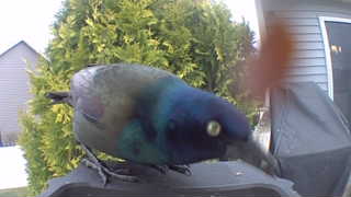 common grackle