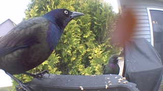 common grackle