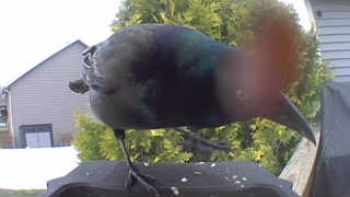 common grackle