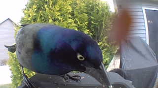common grackle