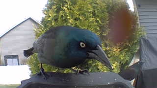common grackle