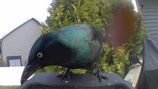 common grackle
