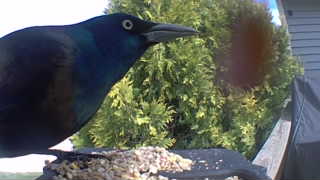 common grackle