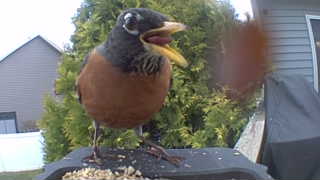 american robin