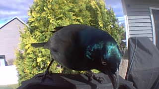 common grackle
