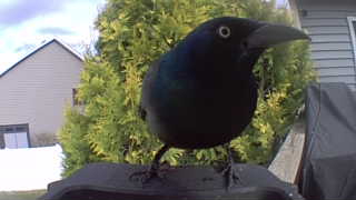 common grackle