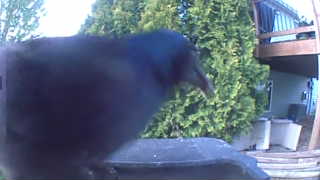 common grackle