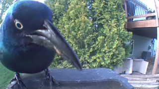 common grackle