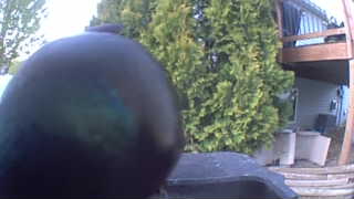 Unidentified clip