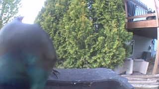 rock pigeon