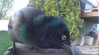 common grackle