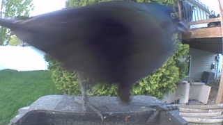common grackle