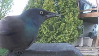 common grackle