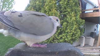 mourning dove