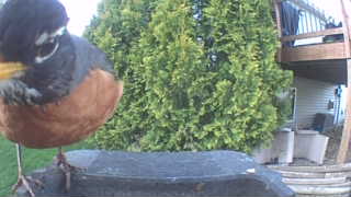american robin