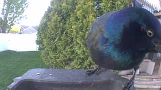 common grackle