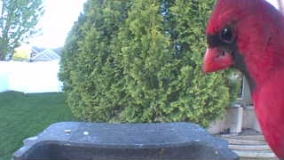 northern cardinal