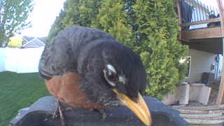 american robin