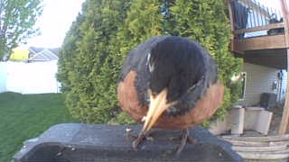 american robin