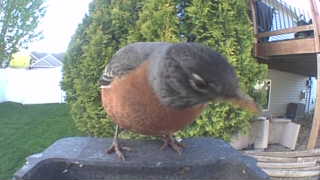 american robin