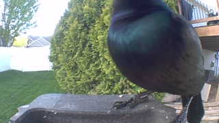 common grackle