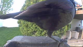 american crow