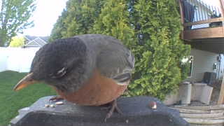american robin