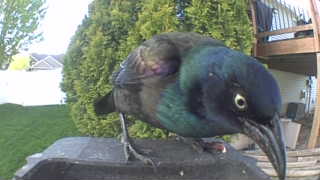 common grackle