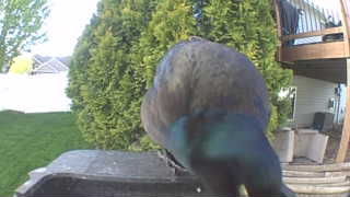 common grackle