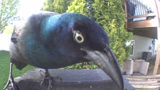 common grackle