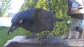 common grackle