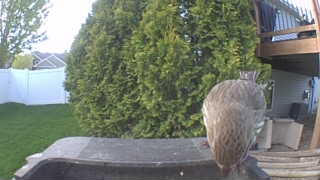 broad-winged hawk