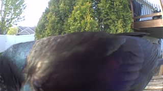 american crow