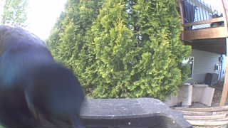 american crow