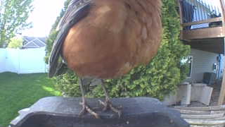 american robin