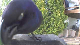 common grackle